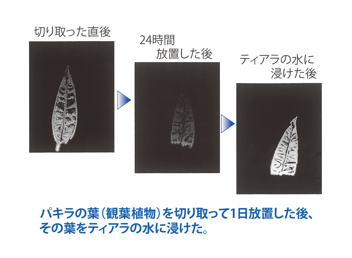 ティアラゴールド